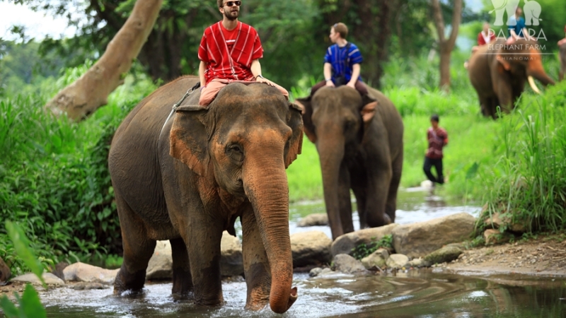 Patara Elephant Farm مزرعه فیلهای تایلند (Patara Elephant Farm)