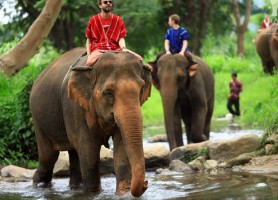 مزرعه فیلهای تایلند (Patara Elephant Farm)