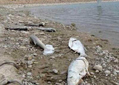 پساب شستشوی دام ها، علت تلف شدن آبزیان چولهول