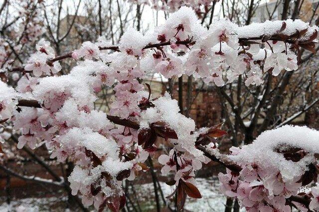 توصیه های رئیس سازمان جهاد کشاورزی خراسان شمالی برای کاهش توصیه های رئیس سازمان جهاد کشاورزی خراسان شمالی برای کاهش خسارت های ناشی از سرمازدگی و سیلاب