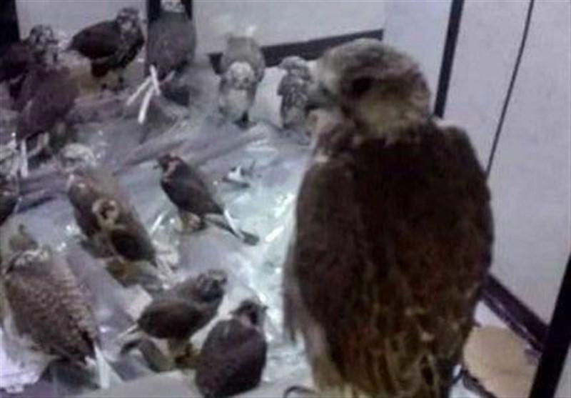 کشف محموله قاچاق پرندگان شکاری در بوشهر