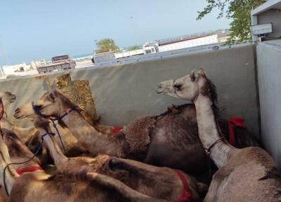 مسافران پرحاشیه گمرک؛ این بار شتران قطری!