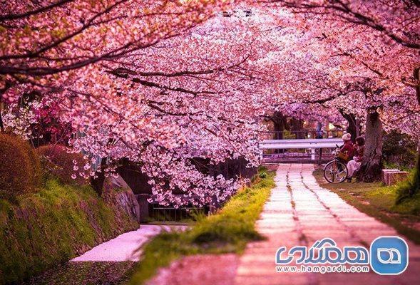 معروف ترین فستیوال های ژاپن در فصل بهار